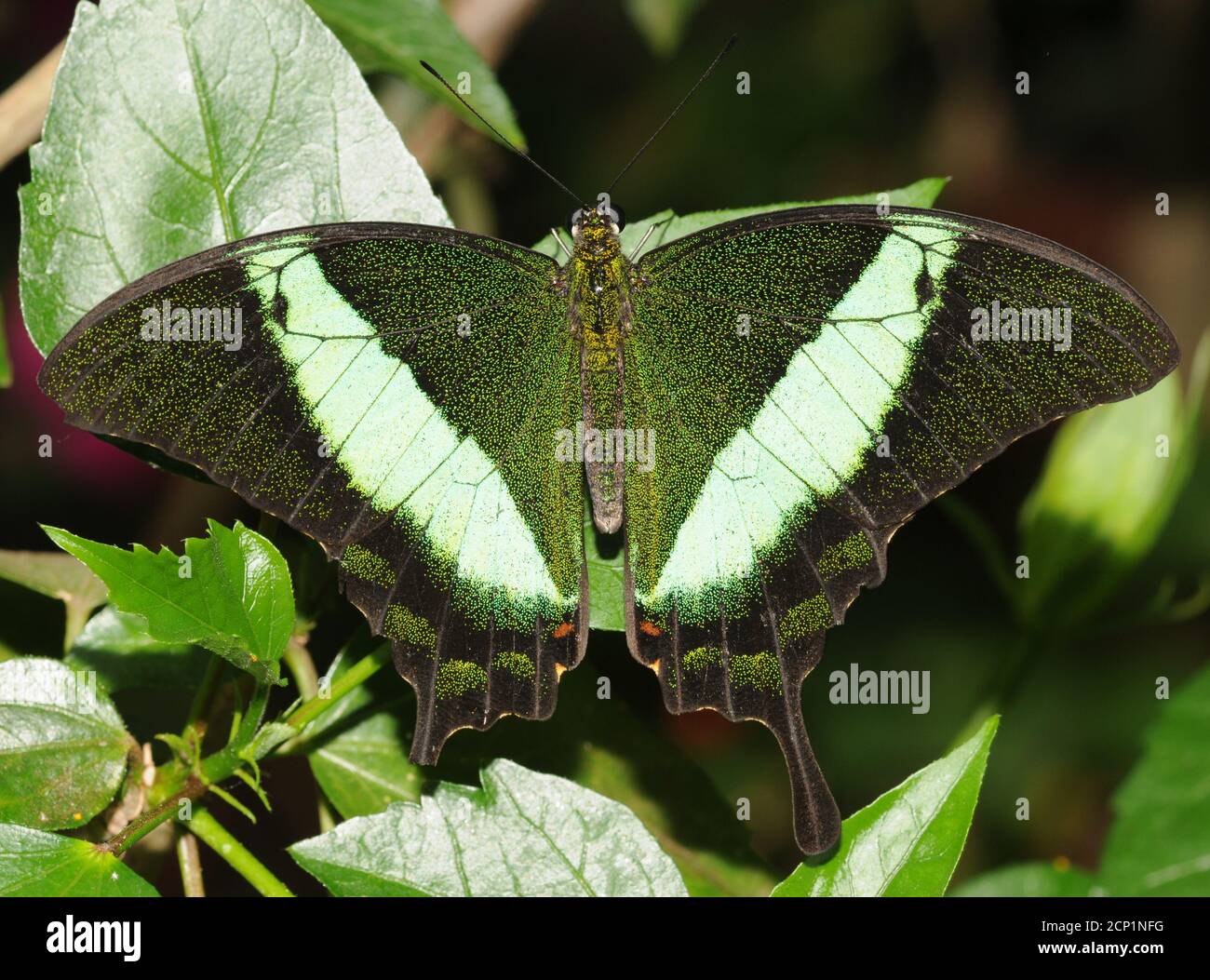 Insecte Insect High Resolution Stock Photography And Images Alamy