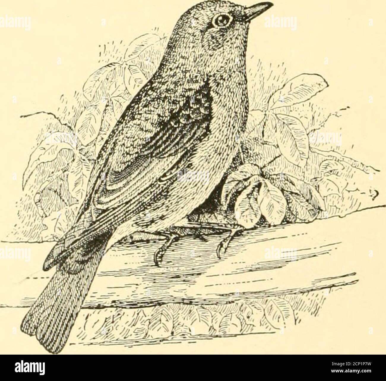 . Birds in their relations to man; a manual of economic ornithology for the United States and Canada . rd usually does harmrather than good in eating a parasite of an injurious phy-tophagous insect. Nothing has been said in regard to those parasites uponparasites which are called the secondary or hyper-parasitesof noxious insects. Our knowledge of the precise biologicalrelations of these is limited. On general principles it is prob-able that when a bird eats one of these it is at least as likelyto be doing man a benefit as an injury.1 1 For an account of the relations between hymenopterous par Stock Photo