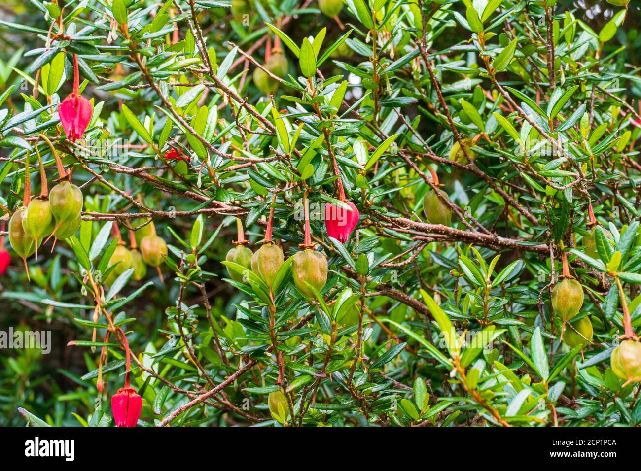 Laternenbaum, Chilean Lantern Tree, Crinodendron hookerianum mit kleinen roten Lampion Blüten Stock Photo