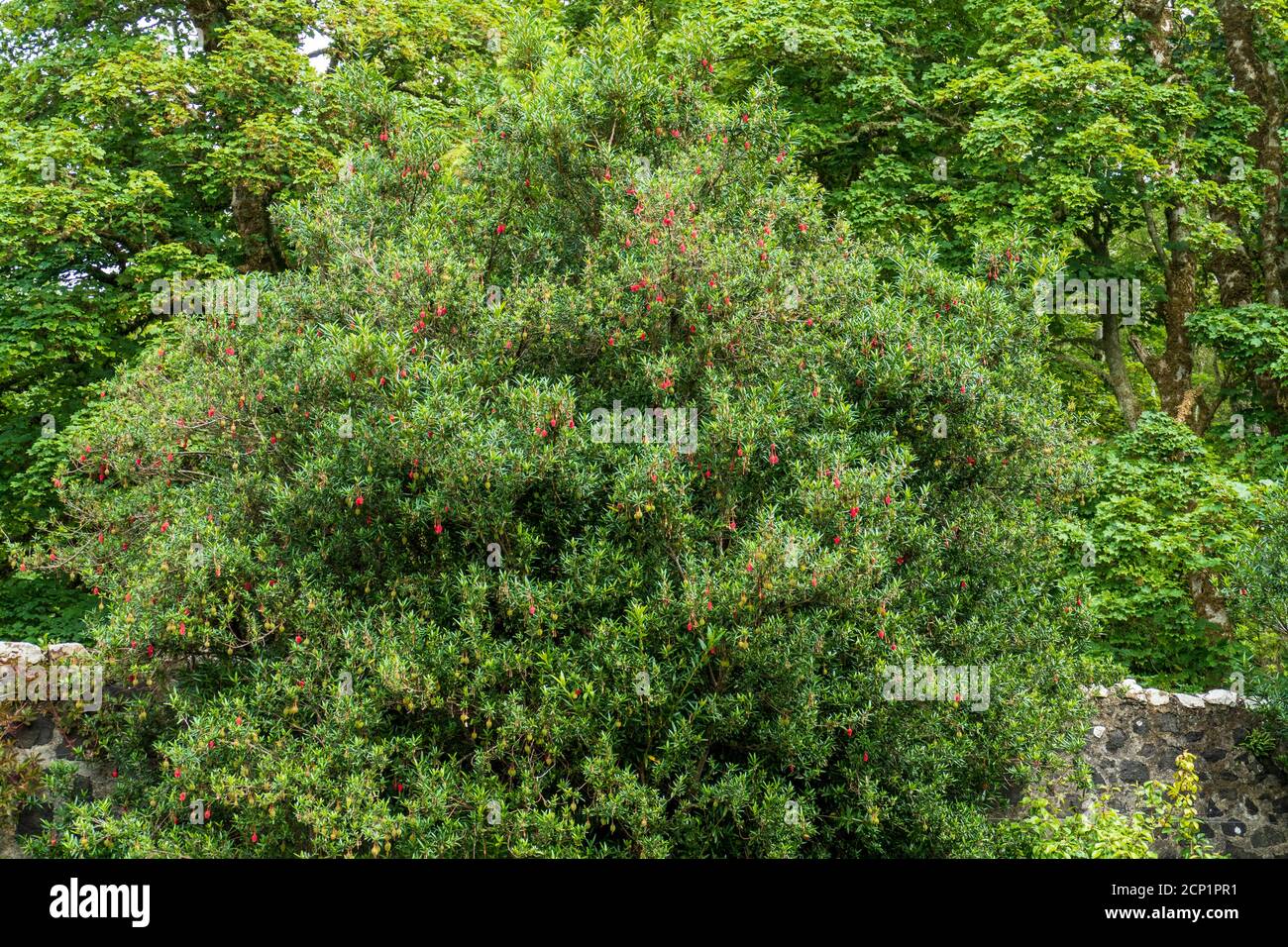 Laternenbaum, Chilean Lantern Tree, Crinodendron hookerianum mit kleinen roten Lampion Blüten Stock Photo