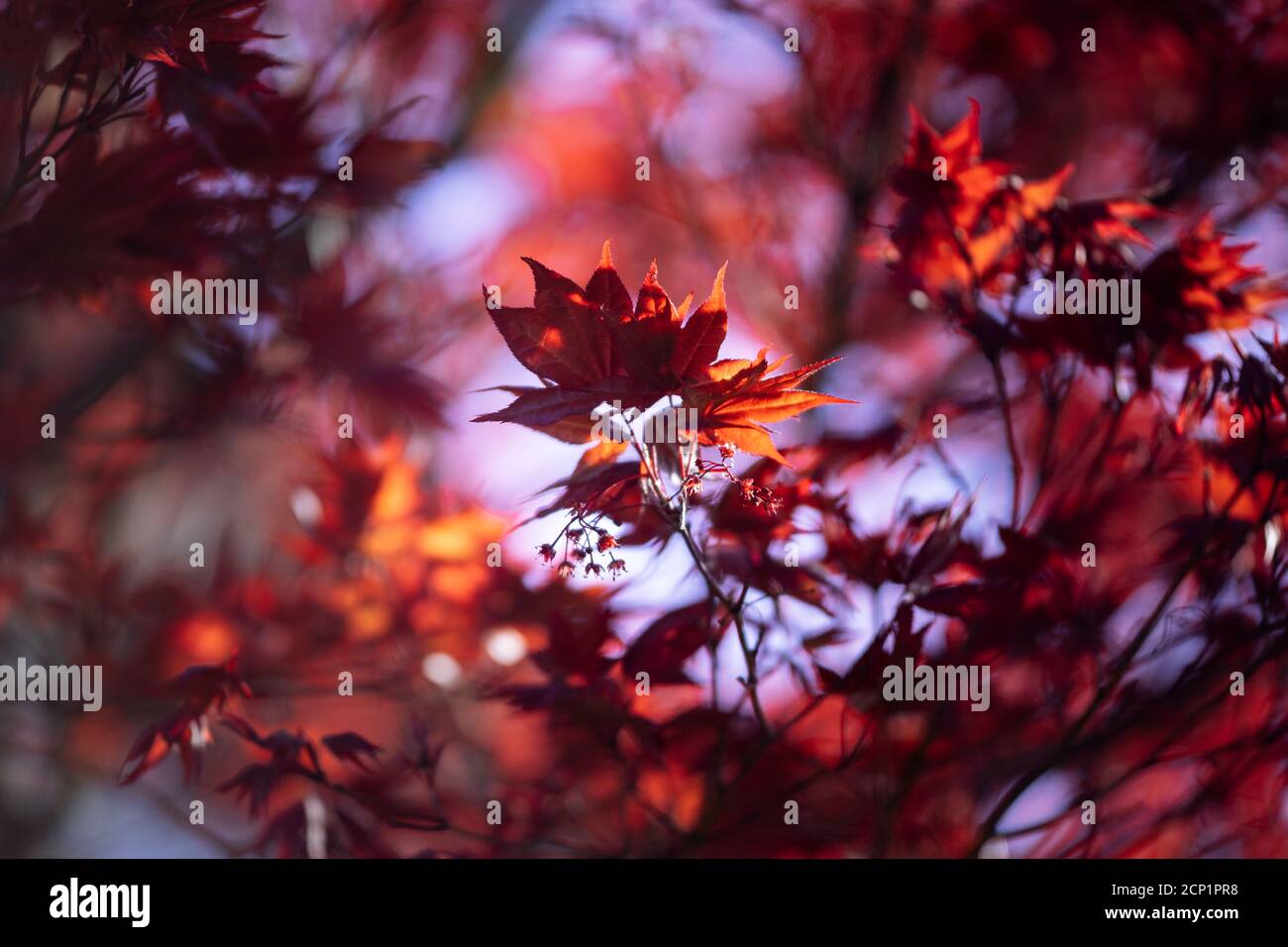 Japanese maple hi-res stock photography and images - Alamy