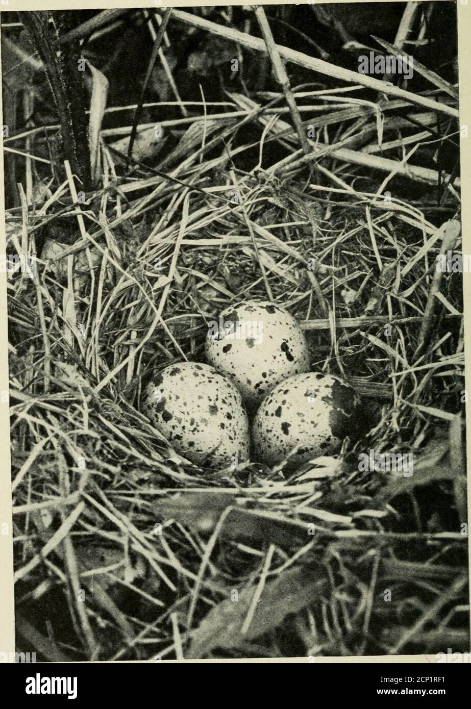 . Camera studies of wild birds in their homes . BOUT TO ALIGHT. 237 fully two miles up when the hawk released his prey,—sohigh that I could not see what happened, but the eagle cameswooping grandly to the perch he had left, bearing theprize, while the poor Osprey went out to the weirs for an-other one. Undoubtedly stolen fish tasted much sweeter tothe eagle than if he had captured it himself, even though thelatter course would have required but a fractional part ofthe energy he expended in mounting to the clouds. On another occasion the same thing happened, but theOsprey released his prey befo Stock Photo