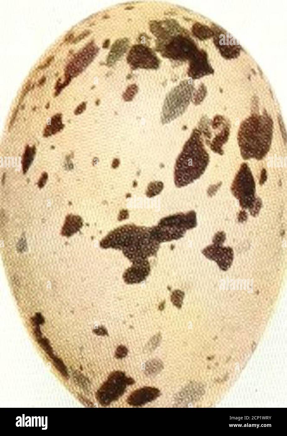 . Oologia neerlandica : eggs of birds breeding in the Netherlands . Sterna cantiaca Gmelin. 174 Fam. STERNIDAE.. Stock Photo