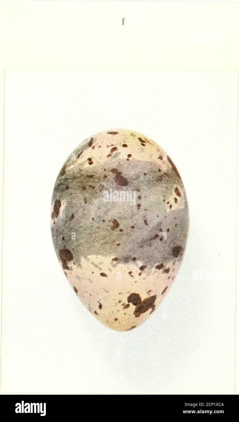 . Oologia neerlandica : eggs of birds breeding in the Netherlands . Sterna cantiaca Gmelin. 172 Fam. STERNIDAE. Stock Photo