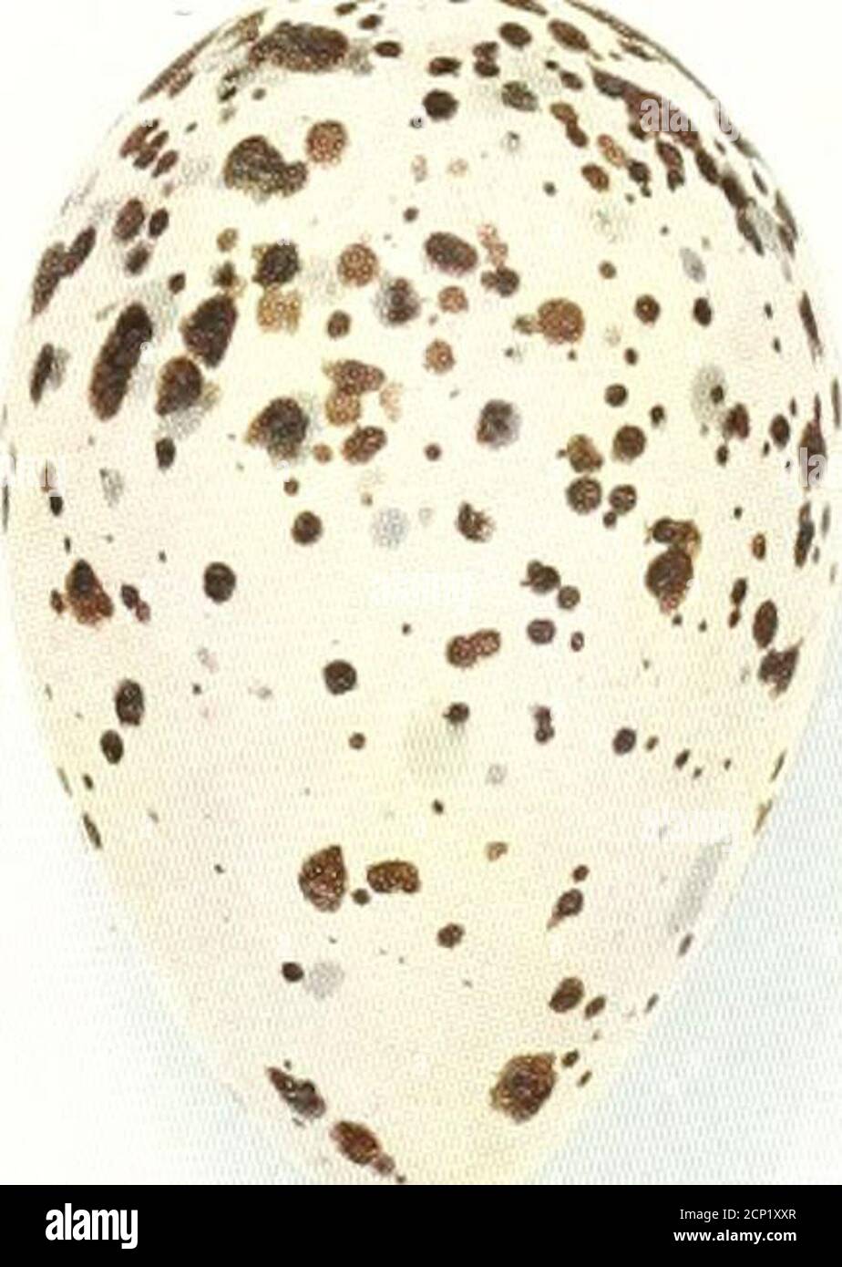 . Oologia neerlandica : eggs of birds breeding in the Netherlands . / w A Sterna cantiaca Gmelin. Fam. STERNIDAE. 171 ^1 ^. ^/ Stock Photo