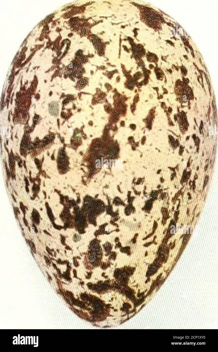 . Oologia neerlandica : eggs of birds breeding in the Netherlands . / w A Sterna cantiaca Gmelin. Fam. STERNIDAE. 171 ^1 ^. ^/. Stock Photo