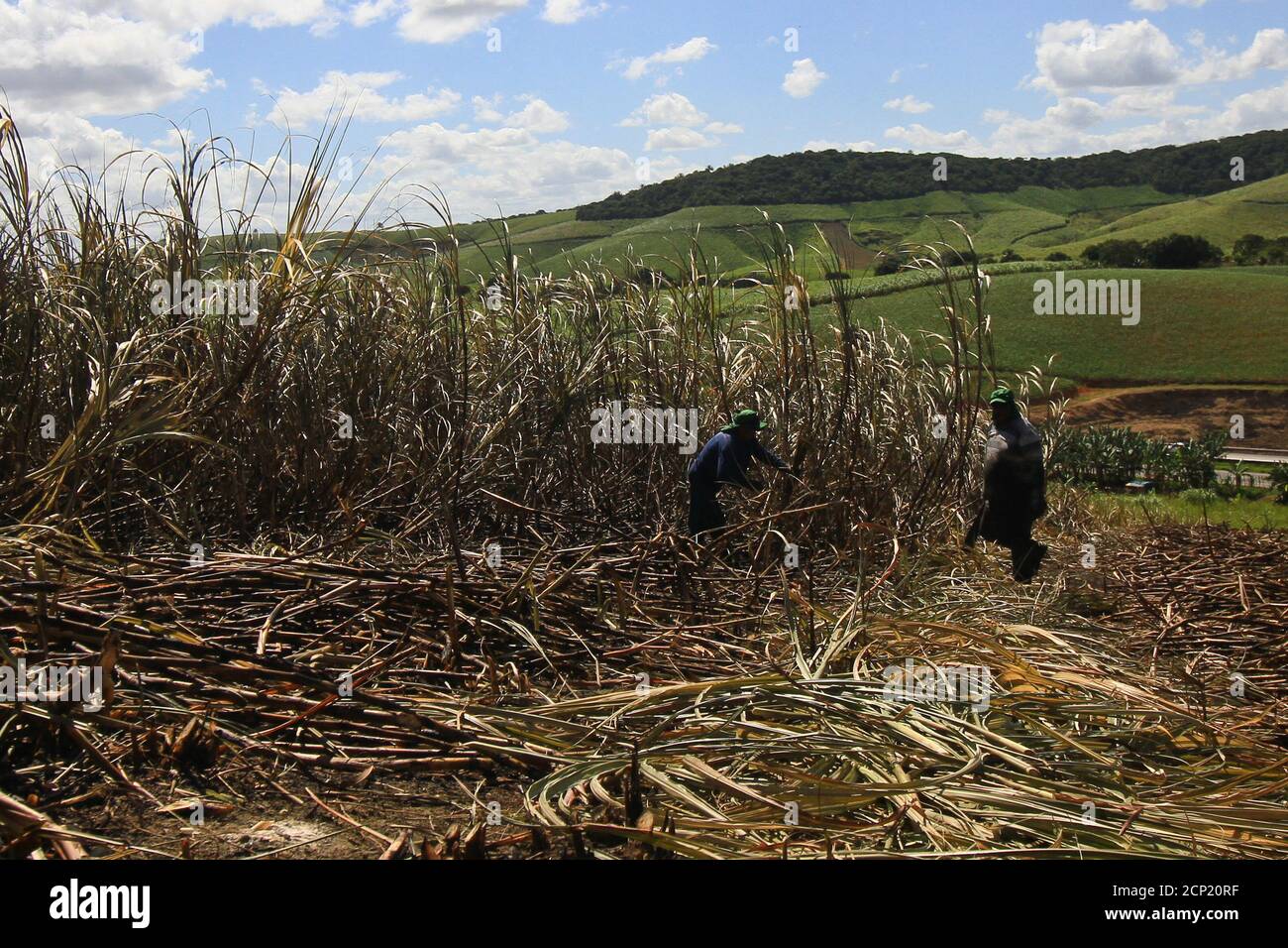 Recife, Brazil. 08th Sep, 2020. Rural work in Pernambuco, amid a ...