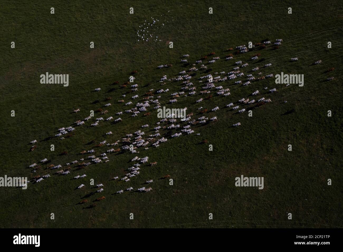 Aerial texas cattle not feedlot hires stock photography and images Alamy