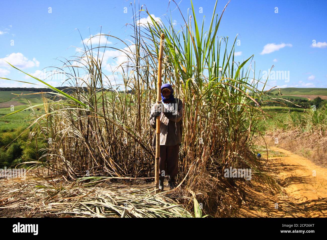 Recife, Brazil. 08th Sep, 2020. Rural work in Pernambuco, amid a ...