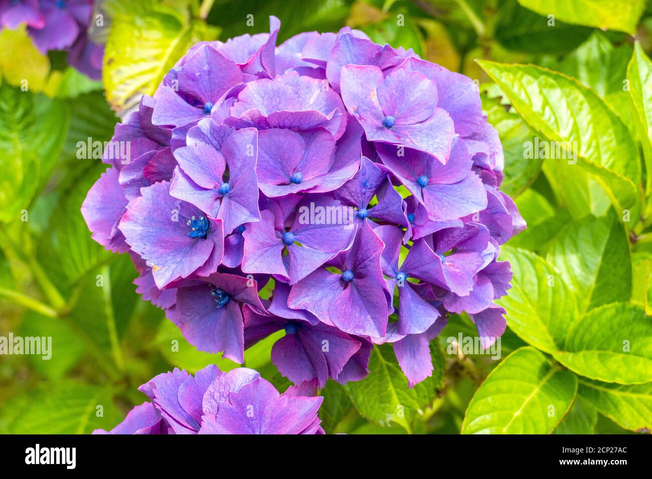 Lila Violett farbene Hortensie Blüte Stock Photo