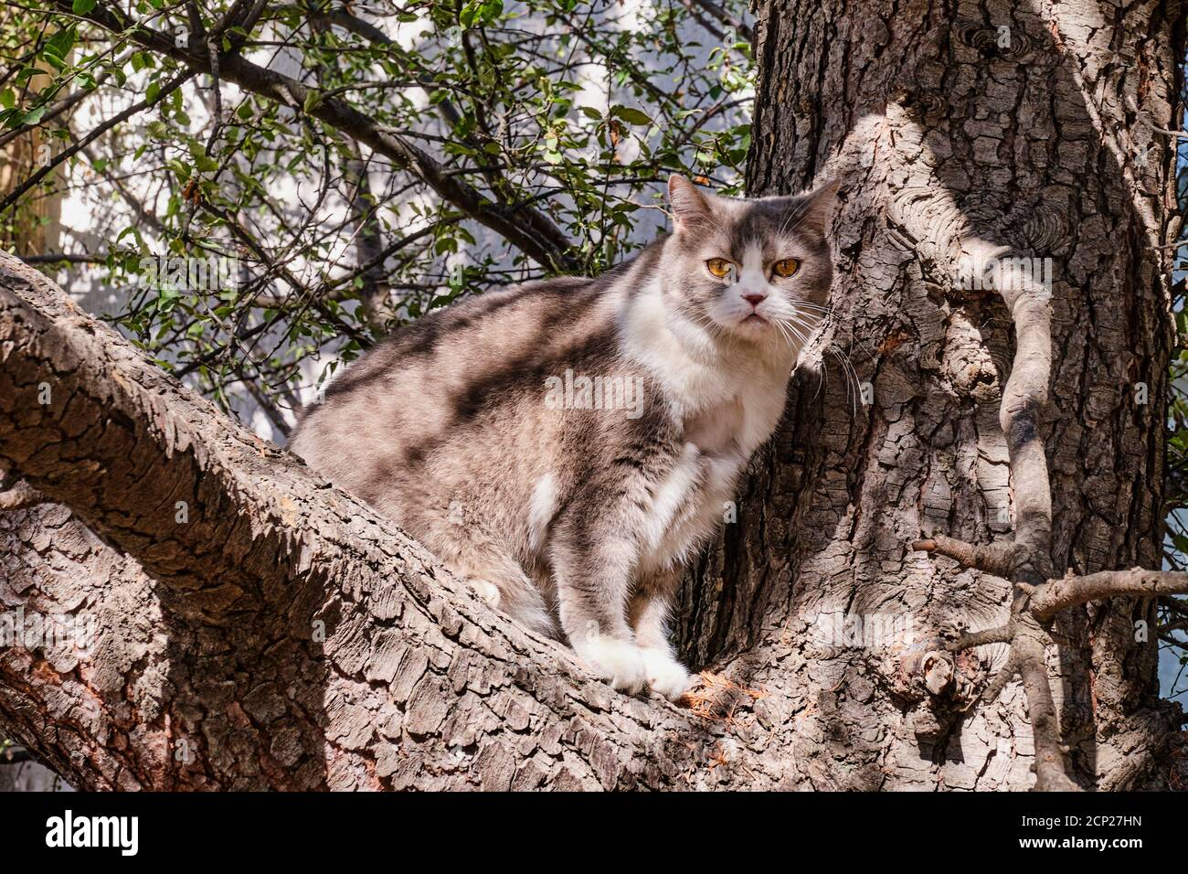 Cute cat sitting on a tree branch and looking at the camera Stock Photo ...