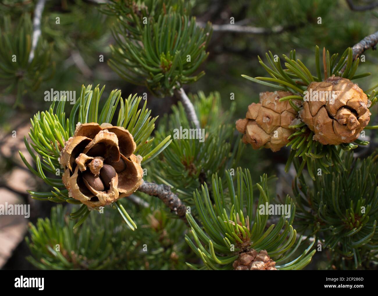 Pinon-bearing pine cones on a pinon, or Pinyon pine tree in the American Southwest. Stock Photo
