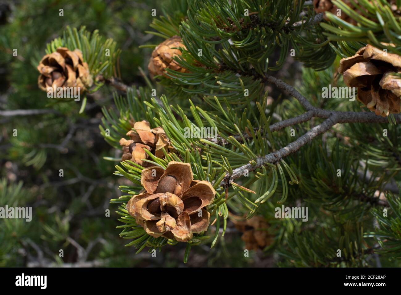 Pinon-bearing pine cones on a pinon, or Pinyon pine tree in the American Southwest. Stock Photo