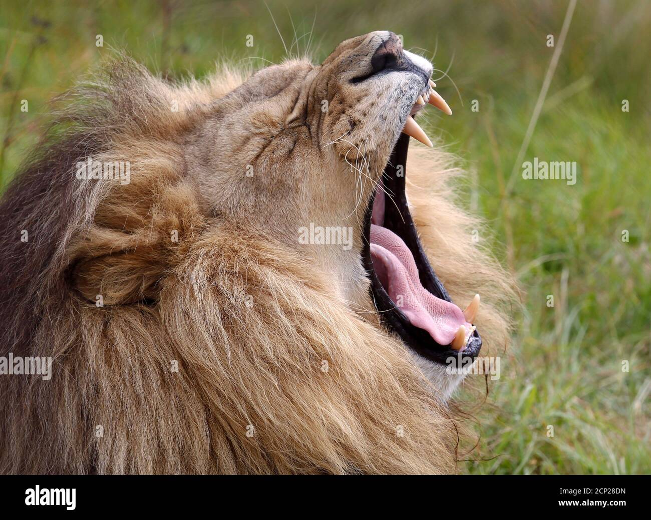 A lion yawns at the Lionsrock Big Cat Sanctuary near Bethlehem April 26,  2010. Lionsrock is run by Four Paws, an international animal welfare  organization whose vision is a world without animal
