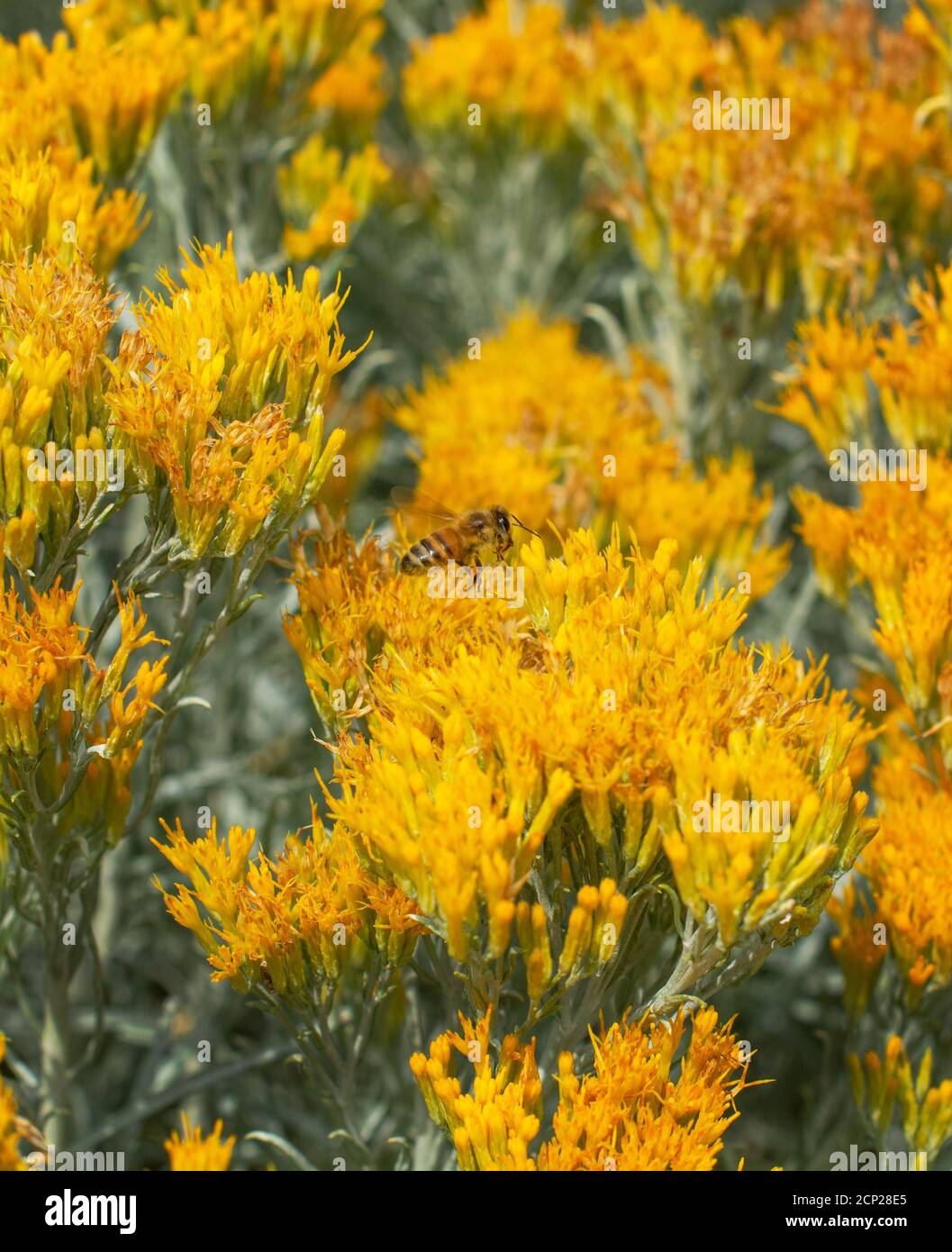 A honey bee feeds on a flowering chamisa plant in the American Southwest. Stock Photo