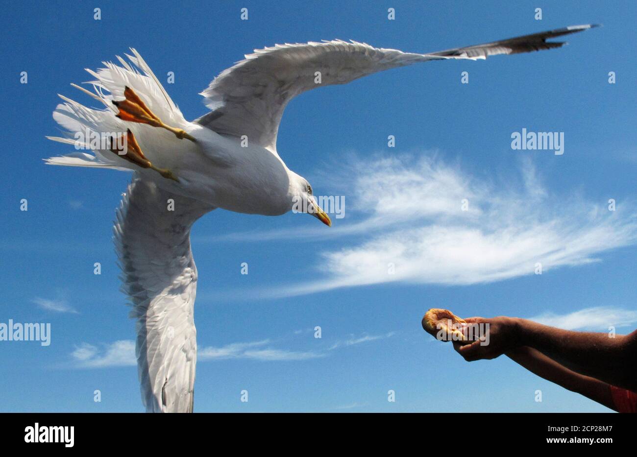 A man gives food to a seagull at the beach in the Italian town of Stintino, northwest of Sardinia, August 9, 2010. Picture taken August 9. REUTERS/Alessandro Bianchi (ITALY - Tags: SOCIETY TRAVEL IMAGES OF THE DAY) Stock Photo