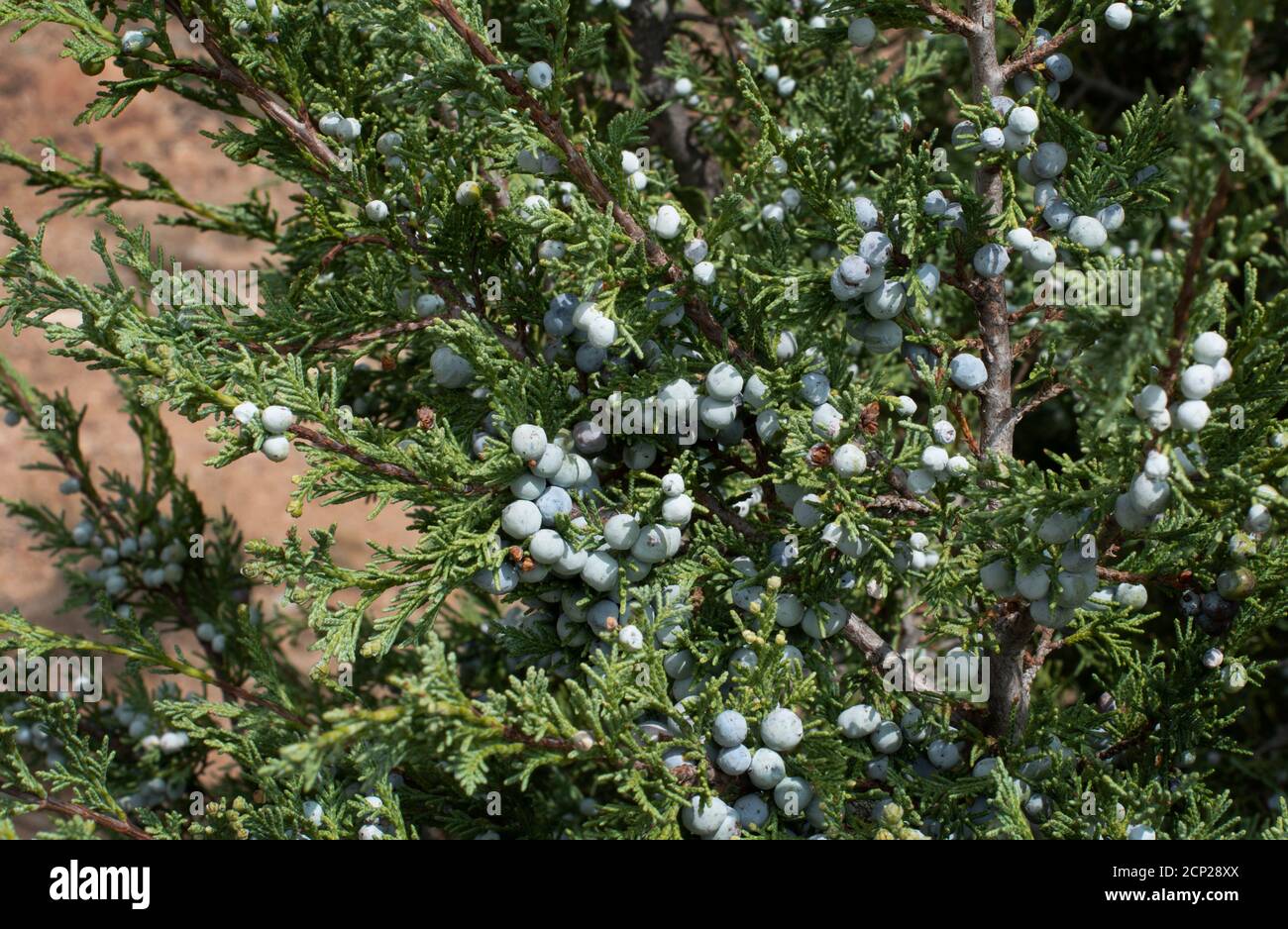 Juniper berries, used to flavor gin, ripen on a juniper tree in the