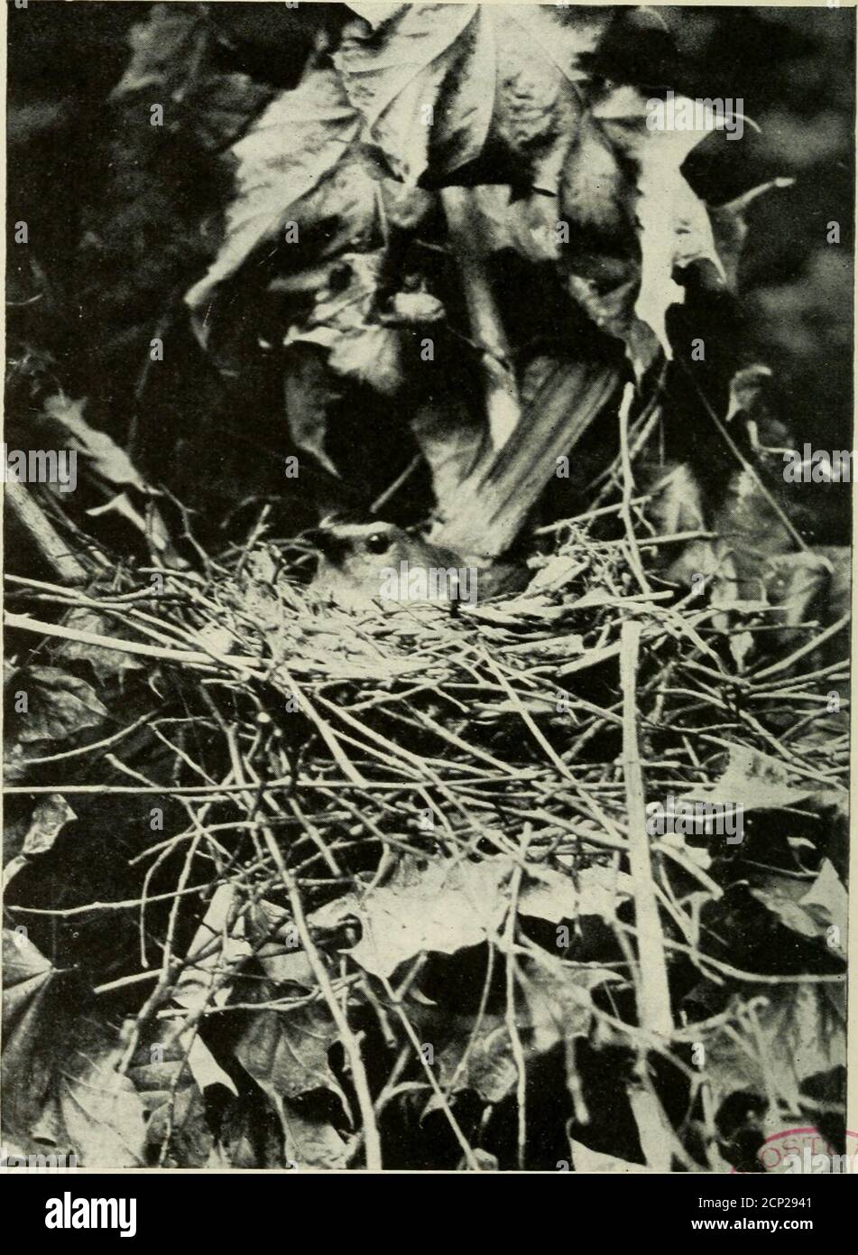 . Camera studies of wild birds in their homes . Fig. 110. NEST OF CATBIRD. 130. Fig. 111. CATBIRD OX HER NEST. -,^f3p^^ 131 BIRD MIMICS Catbird You cannot judge the disposition of a person by hisclothes^ neither can you judge that of a bird by its feath-ers. A soft gray suit and black cap is the garb worn bythe Catbird^—raiment that might indicate its wearer to bea quiet^ Quaker-like bird although in reality no other has amore irrascible temper than our Catbird. A perfect modelof propriety when everything is in accord with his tempera-ment but a real virago and scold when the least thing goes Stock Photo