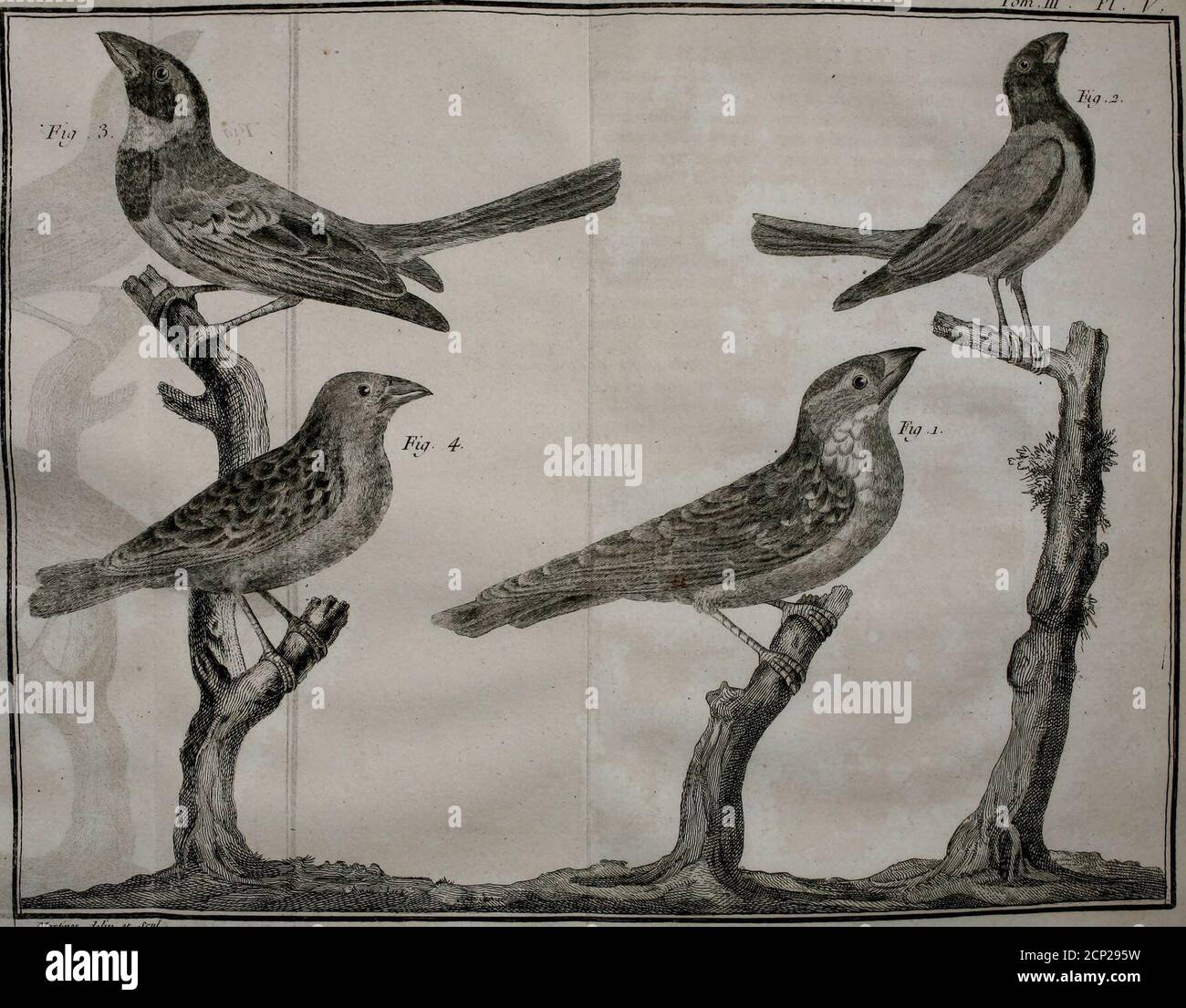 Rouce High Resolution Stock Photography And Images Alamy