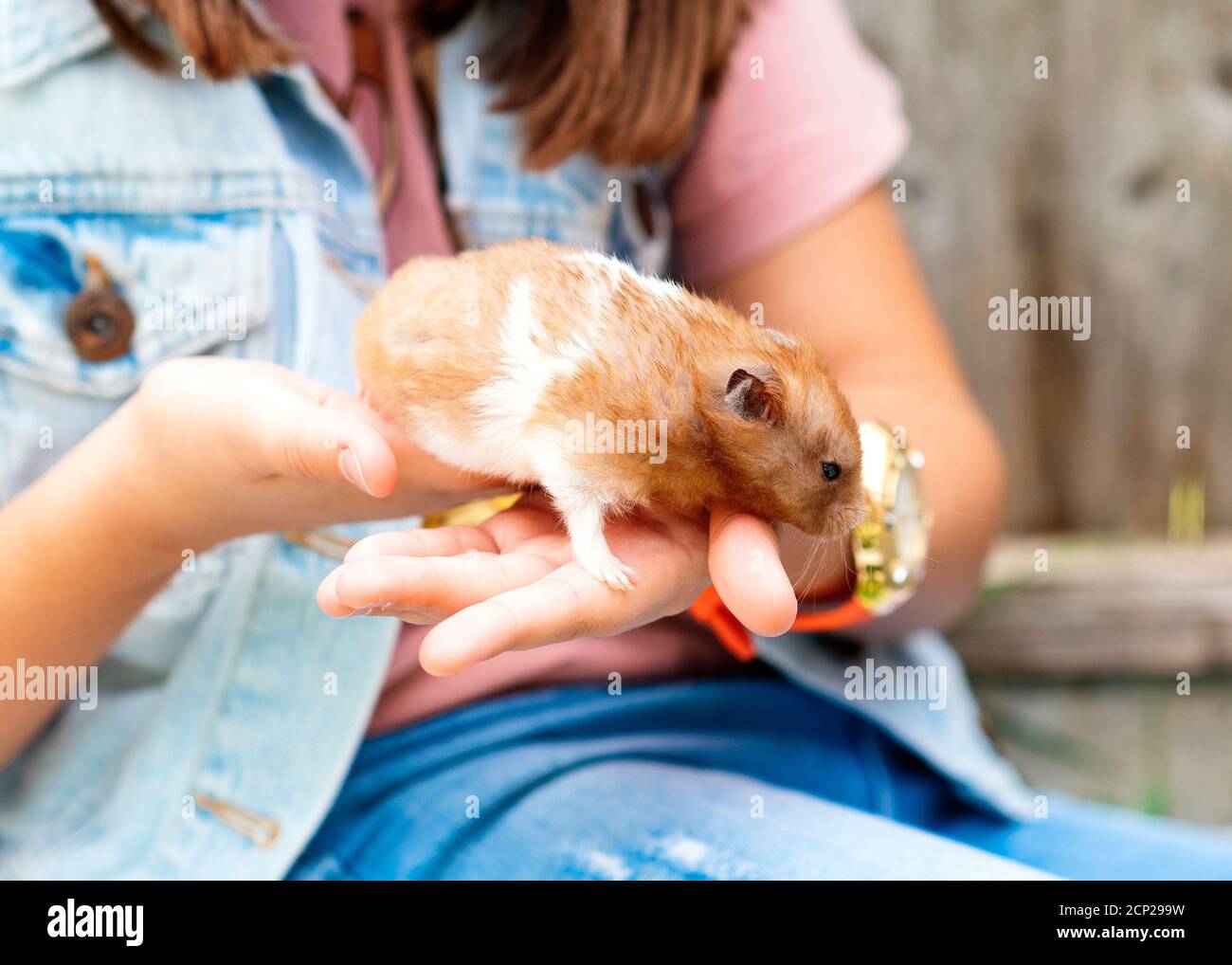 Man holding a tiny, beautiful hamster Stock Photo by ©fantom_rd 100965504