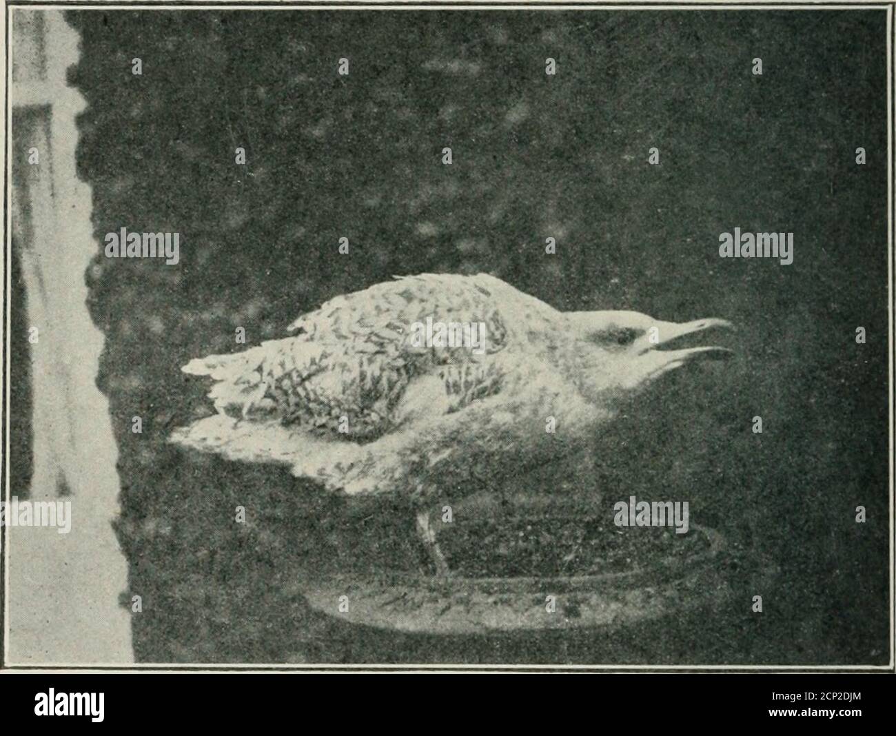 Bird Notes Ck Canary Violet Euphonia V Lt Ilov Sided Sacki Black Faced Euphonia L Low Vented Sacki R Ycllow Hellicd Tanager Velio W Back Yellovv Rumped Hangncst Red Bark Red Rumped Hangnesr To Be Confiniird All About Ari A Herring Gull Bv