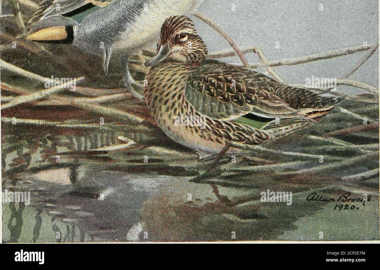 . Bird-lore . GREEN-WINGED TEAL Order—Anseres Family—Anatid^ ( Genus—Nettion Species —Carolinense National Association of Audubon Societies 2?trb=lLore A BI-MONTHLY MAGAZINE DEVOTED TO THE STUDY AND PROTECTION OF BIRDS Official Organ of The Audubon Societies Vol. XXIV May—June, 1922 No. 3 Bonaventure Island and Perce Rock By HARRISON F. LEWISChief Federal Migratory Bird Officer, Ontario and Quebec A COMPARATIVELY small proportion of the bird-lovers of NorthAmerica have been able to visit the great breeding-colonies of our sea-birds. Persons living near the coast or near the Great Lakes may bea Stock Photo