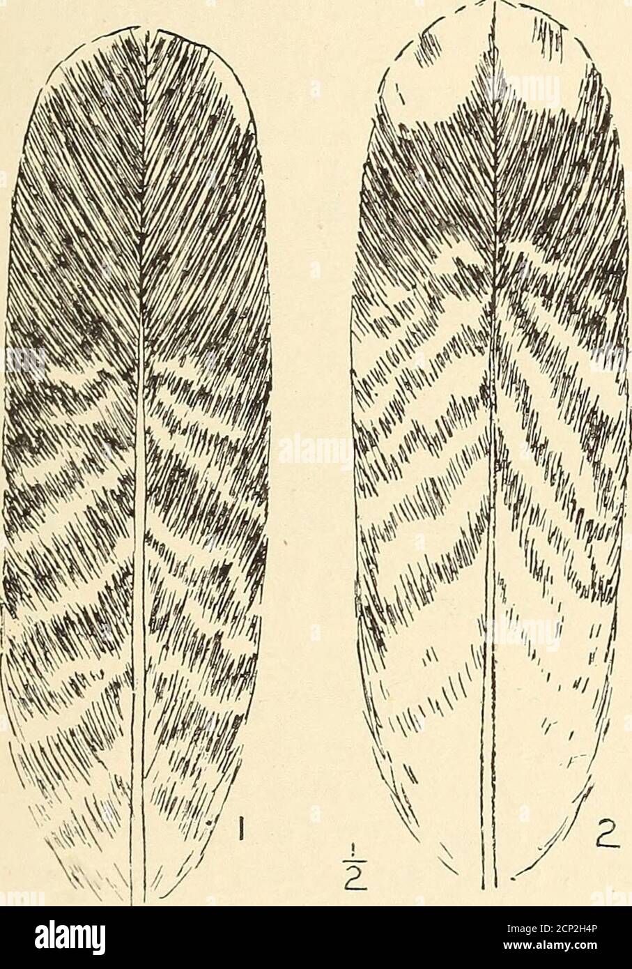 Oute Hi Res Stock Photography And Images Page 4 Alamy