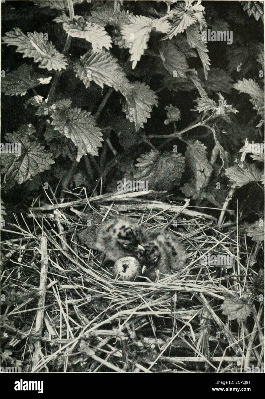 . Baby birds at home . and slow-worms, whichare more easily overtaken and caught.After feeding it will sit motionless for hourson some jutting crag in the face of a cliff,or on the branch of a tree. When on thewing it has a habit of sailing round andround in majestic circles, at a great height,and uttering its plaintive catlike mewingcry. It makes its nest of sticks and twigs,frequently lining it with green leaves, or bitsof wool The structure is placed in the forkor on the horizontal branch of a tree andsometimes on a ledge in the face of a cliff.Occasionally the old nest of a carrion crowis Stock Photo