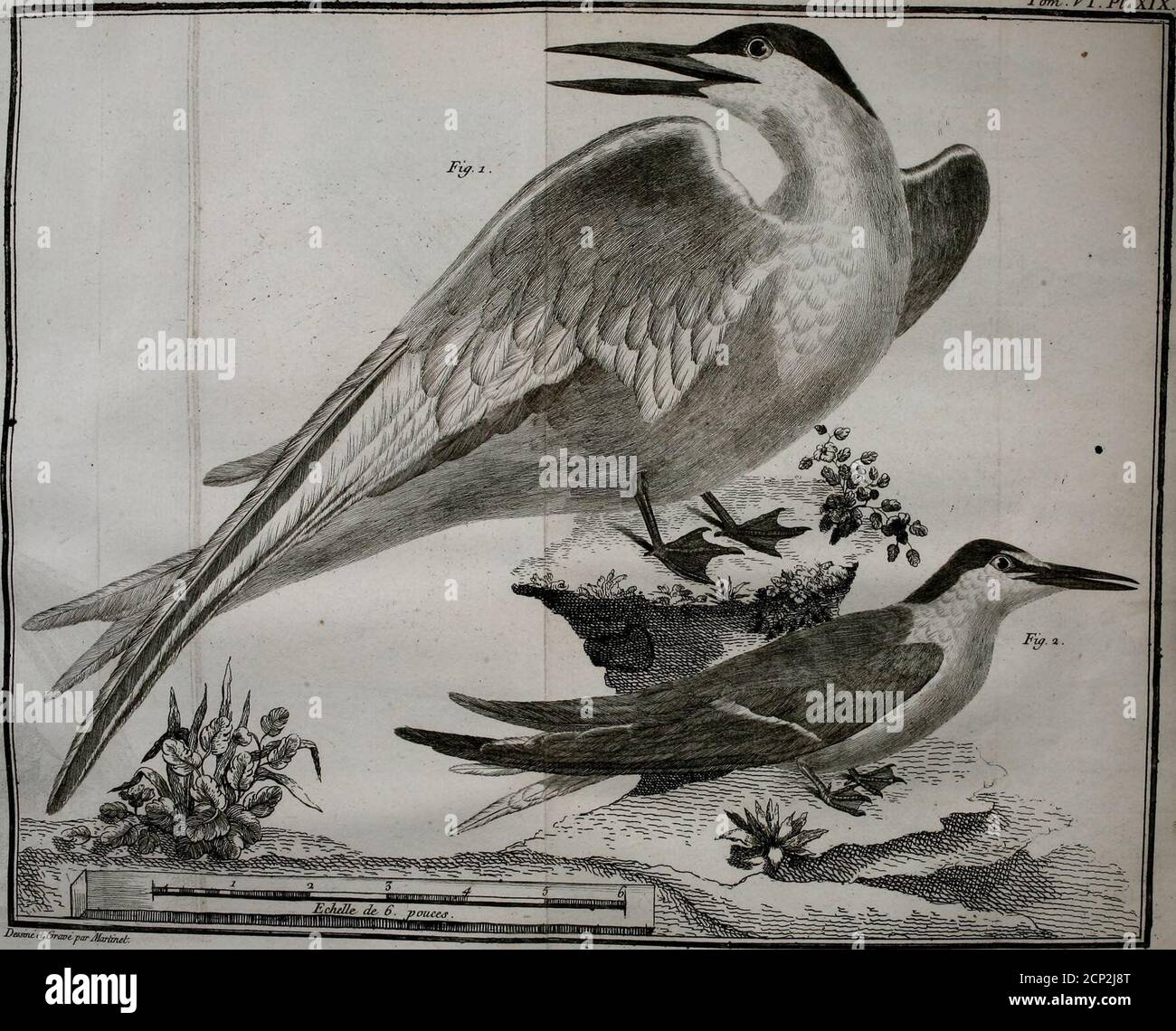 Vl Joint High Resolution Stock Photography And Images Alamy