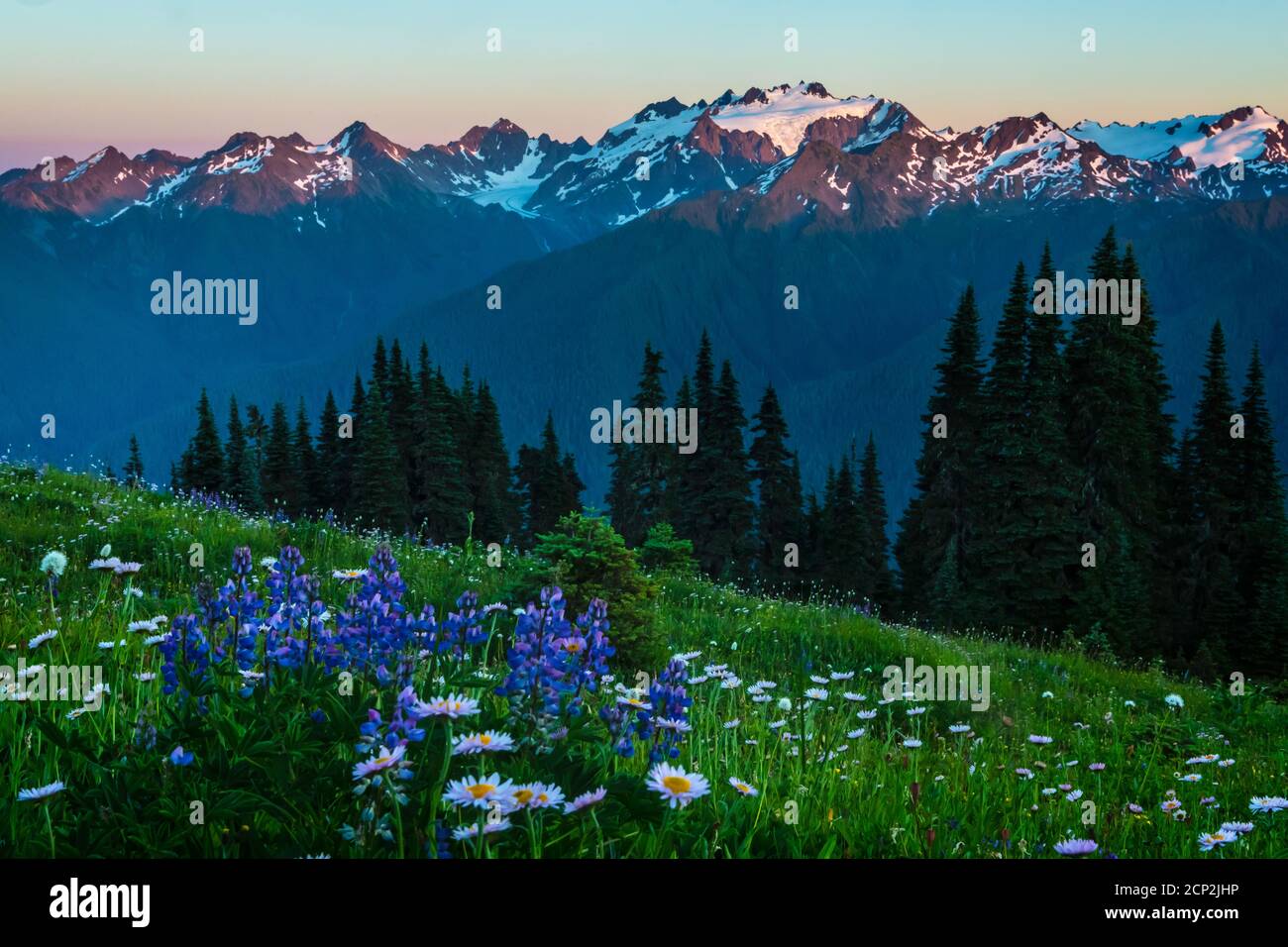Mount Olympus above lupine and aster flowers on High Divide, Olympic National Park, Washington, USA. Stock Photo