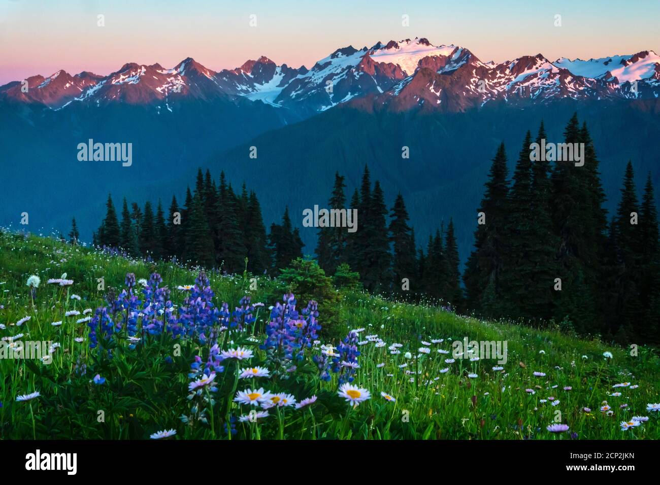 Mount Olympus above lupine and aster flowers on High Divide, Olympic National Park, Washington, USA. Stock Photo