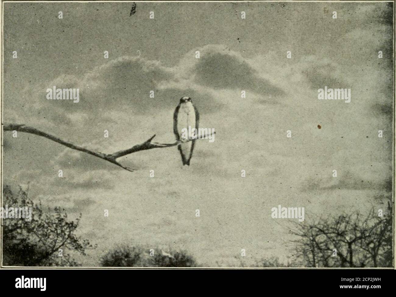 . Camera studies of wild birds in their homes . urrounding leaves.The living bird as seen by the eye shows no plainer than it doeshere. the remains of small birds are found in their stomachs, prob-ably caught while flying from one perch to another. Whip-poor-wills are very noisy on warm, clear, stillnights. One night I pitched my tent beside a juniper treeon a point of land making out into a beautiful lake. Thisparticular tree happened to be the favorite lookout perchof a Whip-poor-will, or else he was attarcted to it by the 46 white tent. At any rate one of them sat in the top of thislittle j Stock Photo