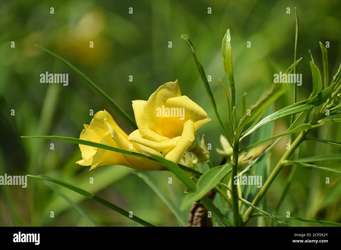 Yellow Oleander Flower Stock Photo