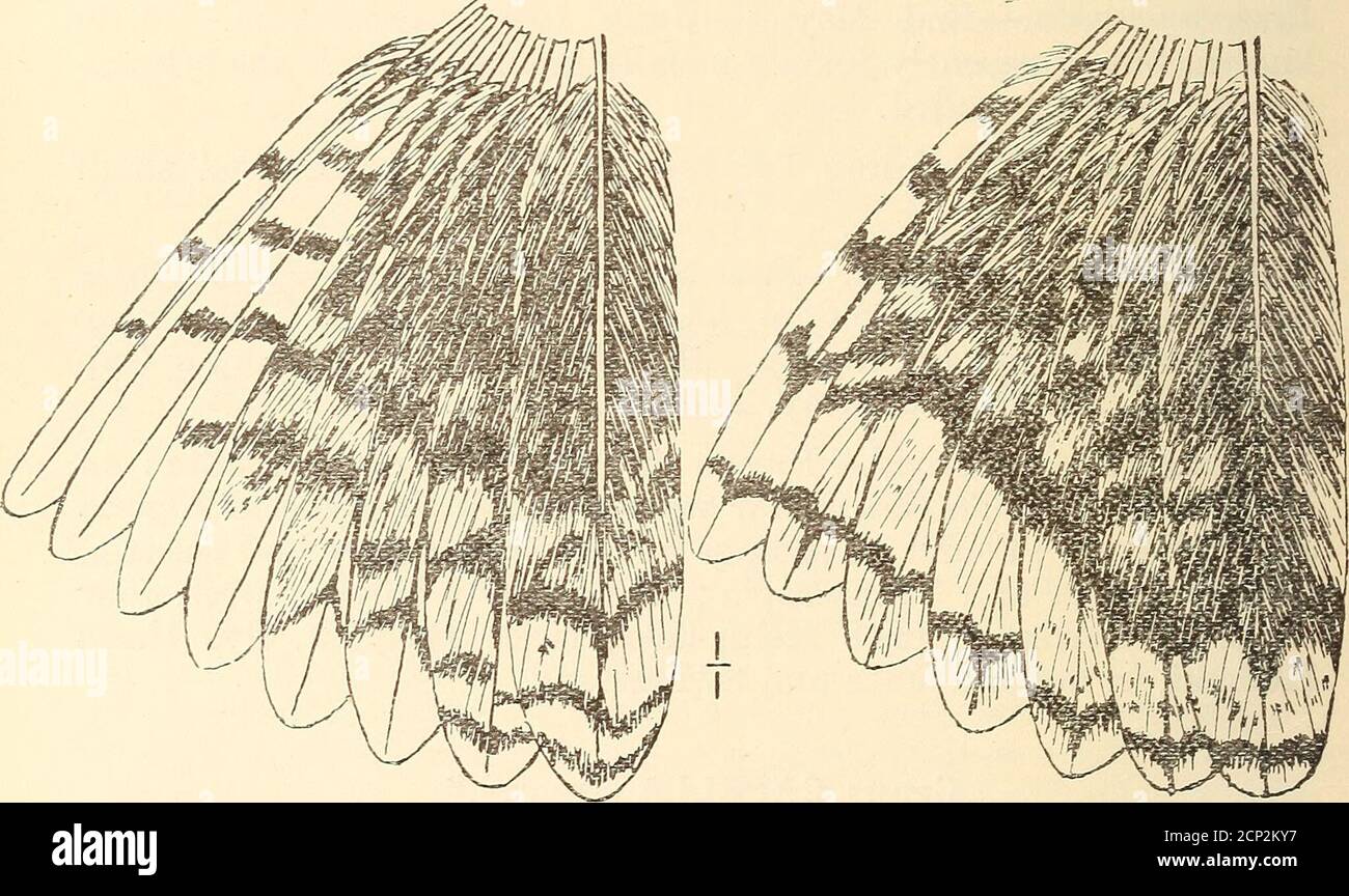 . A practical handbook of British birds . ped withslender claw projecting beyond toe. Wings long and pointed, firstdeveloped primary longest. Tail more or less rounded, middle * Unfortunately Capella, 1801 has priority over Gallinago, 1816.—E.EL 672 A PRACTICAL HANDBOOK OF BRITISH BIRDS. rectrices normal, lateral ones in a number of species more or lessnarrow and stiff, number of rectrices 14-26. In all Continents, inAustralia only winter visitors. CAPELLA MEDIA 428. Capella media (Lath.)—THE GREAT SNIPE. Scolopax Media Latham, Gen. Syn. Suppl., 1, p. 292 (1787—Lancashire, England). Gallinago Stock Photo