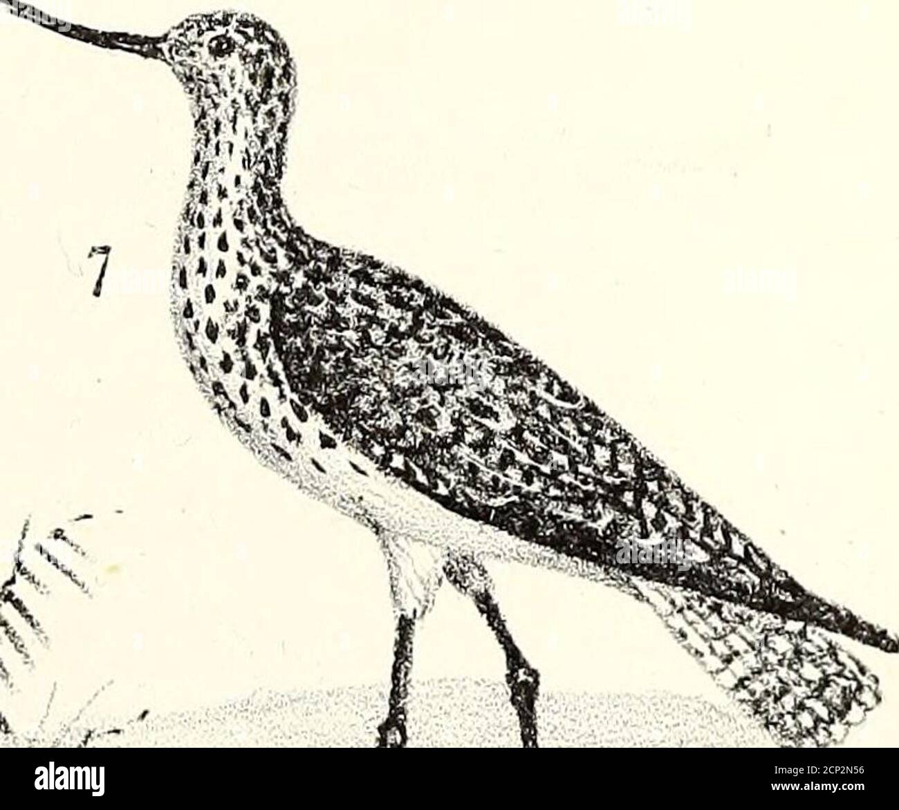 . Ornithologie de la Savoie, ou, Histoire des oiseaux : qui vivent en Savoie a l'état sauvage soit constamment, soit passagèrement . Stock Photo