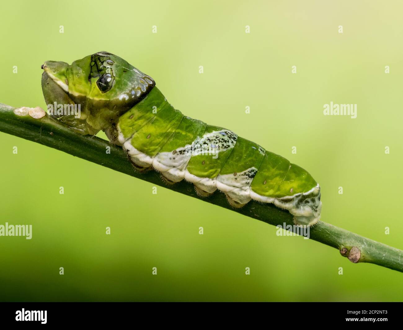 Breeding Silk Worm High Resolution Stock Photography and Images Alamy
