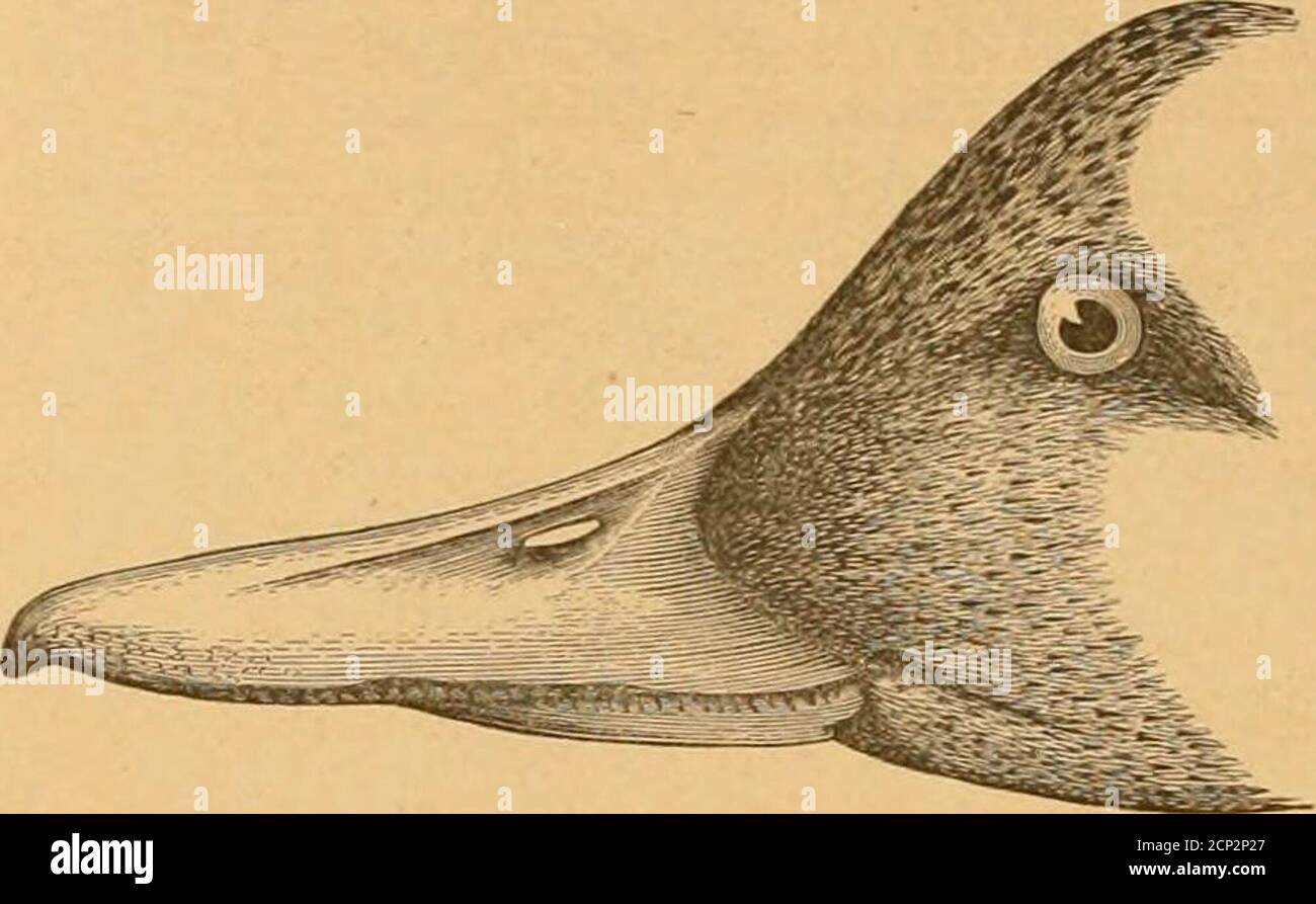 Fossil F High Resolution Stock Photography And Images Page 6 Alamy