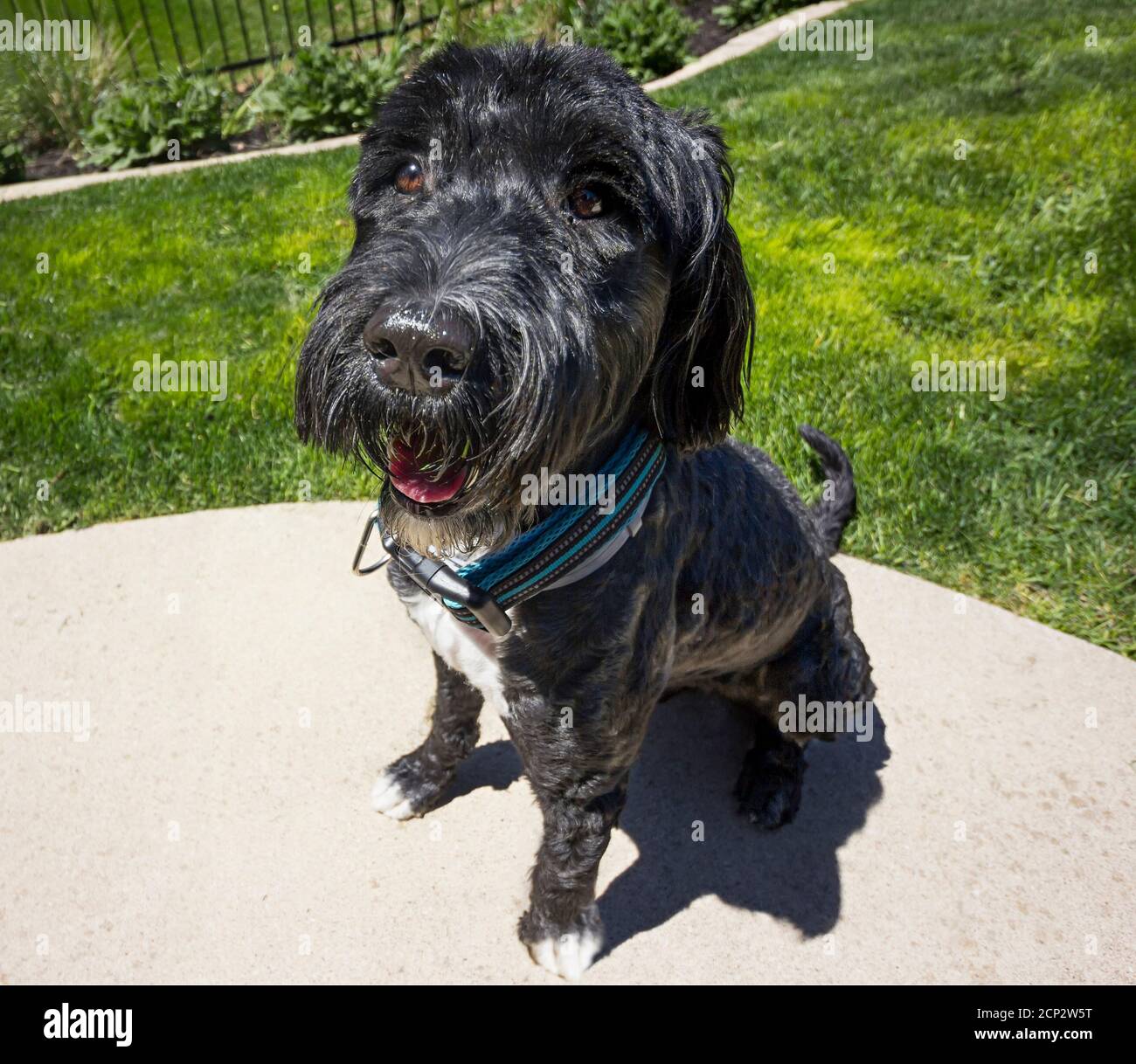 Portuguese Water Dog sitting on a backyard, wide angle lens photo Stock Photo