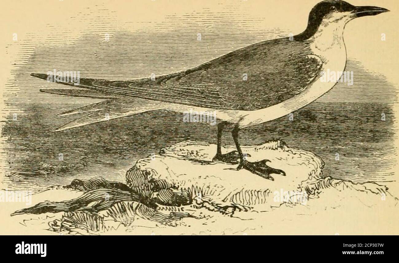 . A popular handbook of the ornithology of the United States and Canada, based on Nuttall's Manual . uffon, — knowing nothing of itshabits or distribution, and in error gives S. caspia as a synonym ;but the Caspian Tern is a larger bird and quite distinct. Our birdis not exclusively American, as Nuttall supposed, for Dalgleishfound it on the west coast of Africa. In the United States it isconfined chiefly to the tropical and warm temperate regions, sel-dom ranging north of latitude 40°, though a few examples havewandered to the Great Lakes and as far up the coast-line asMassachusetts. The cent Stock Photo