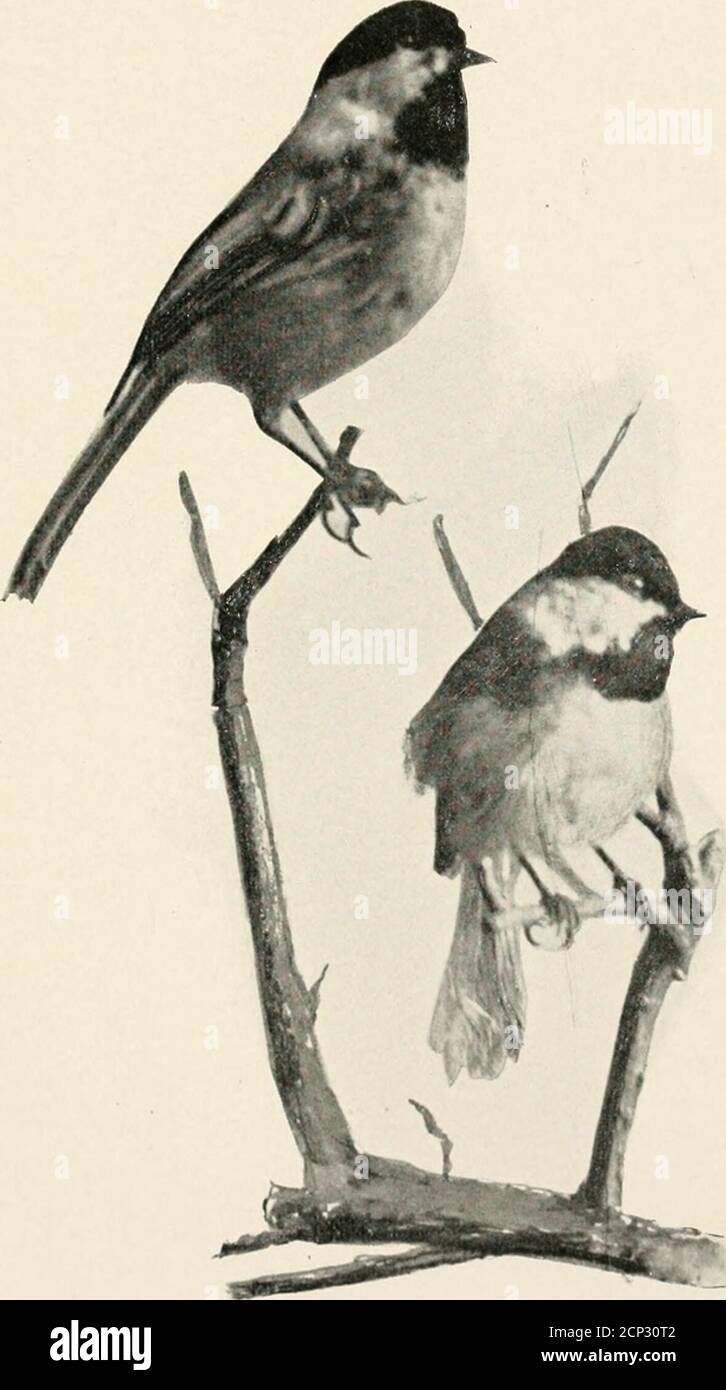 the-birds-of-new-jersey-ipally-of-insects-with-verylittle-fruit