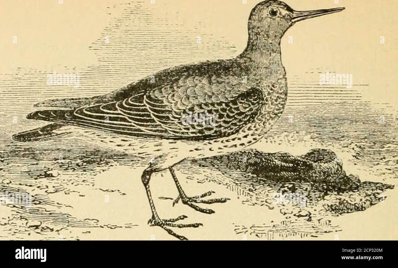 . A popular handbook of the ornithology of the United States and Canada, based on Nuttall's Manual . tothis northeastern section, though more frequently seen in theautunm than during the spring migrations, the bulk of the flocksgoing north by the western inland routes, and nesting on the dryplains in the Barren Ground region, adjacent to the Mackenzie andAnderson Rivers. These birds must migrate very rapidly andmake but few halts , for while they are quite abundant on theirnesting-ground, they are rarely seen while migrating. They rangein winter through the West Indies and southward as far as Stock Photo