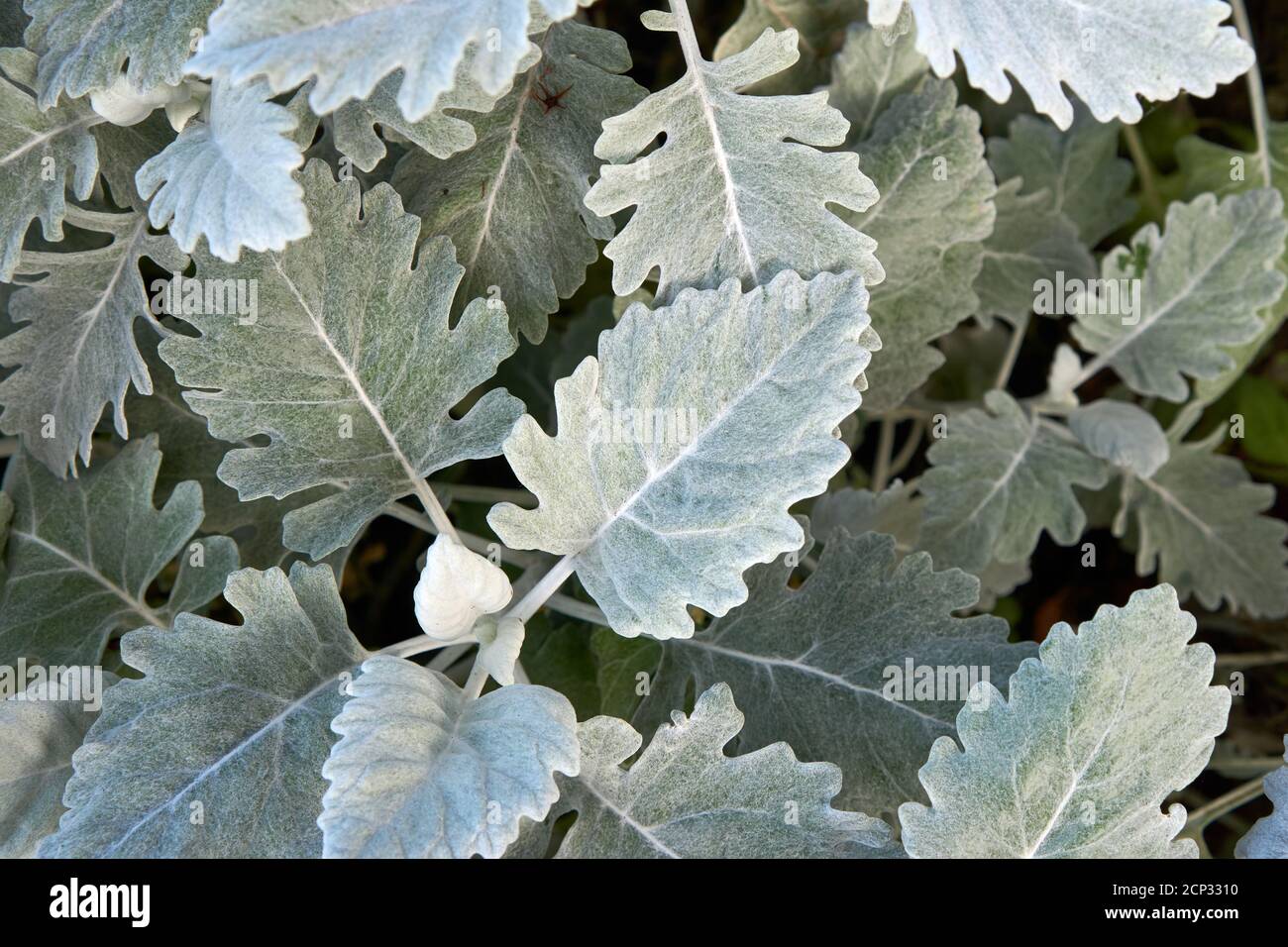 Closeup of a Dusty Miller plant also known as silver ragwort  in Vancouver, BC, Canada Stock Photo