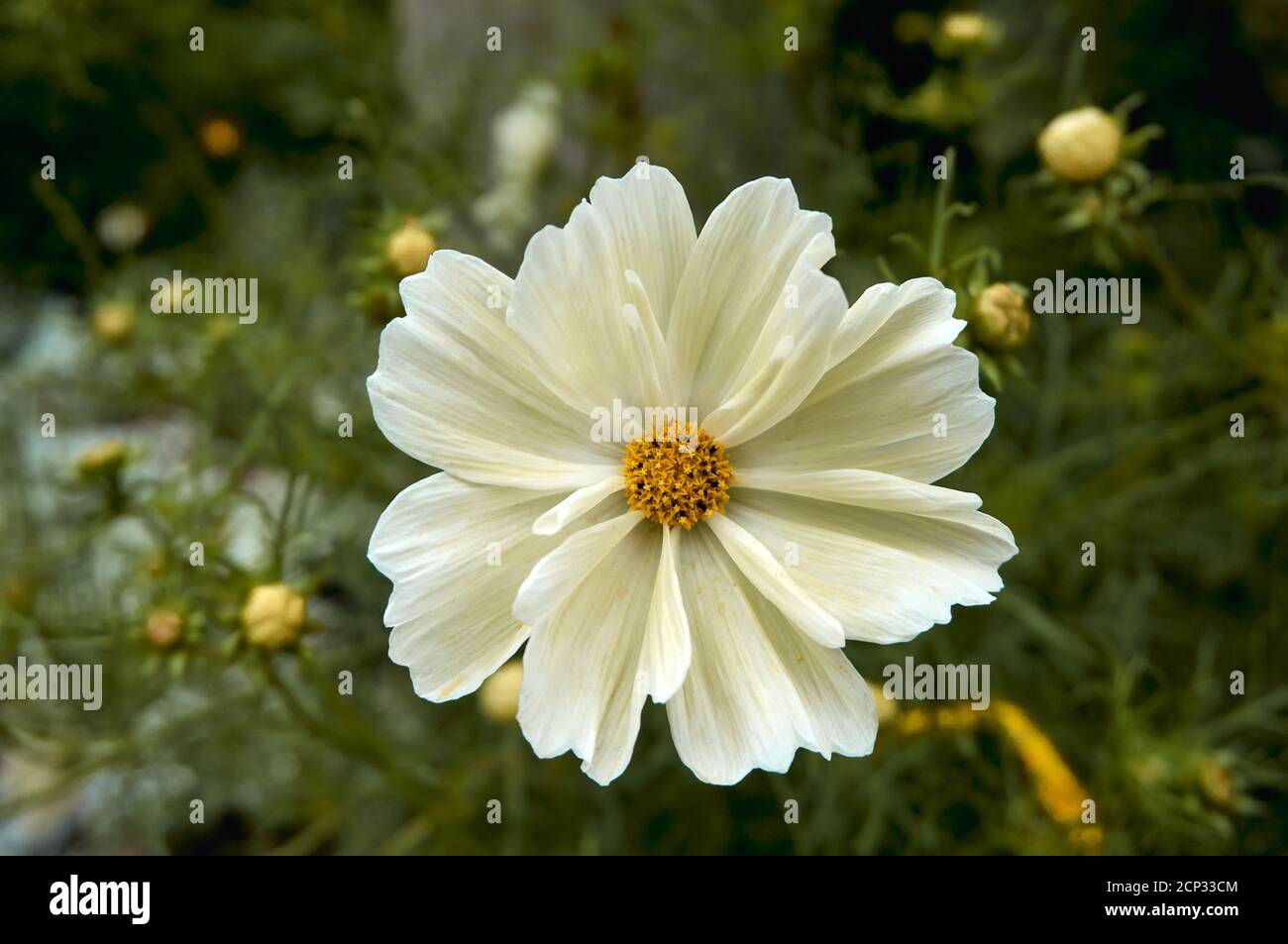 White cosmos hi-res stock photography and images - Alamy