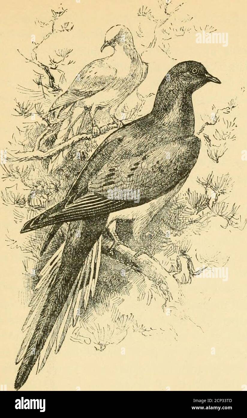 . A popular handbook of the ornithology of the United States and Canada, based on Nuttall's Manual . 61 Prairie Hen 35 Ptarmigan, Rock 47 Welchs .... 48 Willow .... 43 Puffin 406 Quail-dove, Blue-headed . 14Key West . 9 Rail, Black 196 Clapper 183 King 188 Virginia 180 Yellow 194 Redhead 340 Ruff 150 Sanderi.ing 49 Sandpiper, Bairds .... 142Bartramian . .164Buff-breasted . -132Curlew . . .125 Least 136 Pectoral . . .130Purple .... 134 CONTENTS. Vll Sandpiper, Red-backed . Senii-palmated Solitary Spotted Still . White-runipedScoter, American . .Suif ....White-wingedShearwater, Audubons Corys Gr Stock Photo