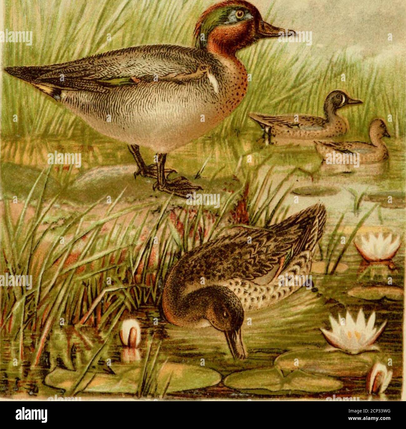 . A popular handbook of the ornithology of the United States and Canada, based on Nuttall's Manual . ^.lo^. ^L ^? POPULAR HANDBOOK ORNITHOLOGY UNITED STATES AND CANADA. 33aseij on NuttaUs iStanual. By MONTAGUE CHAMBERLAIN. » • *popularhandbooko02nutt Stock Photo