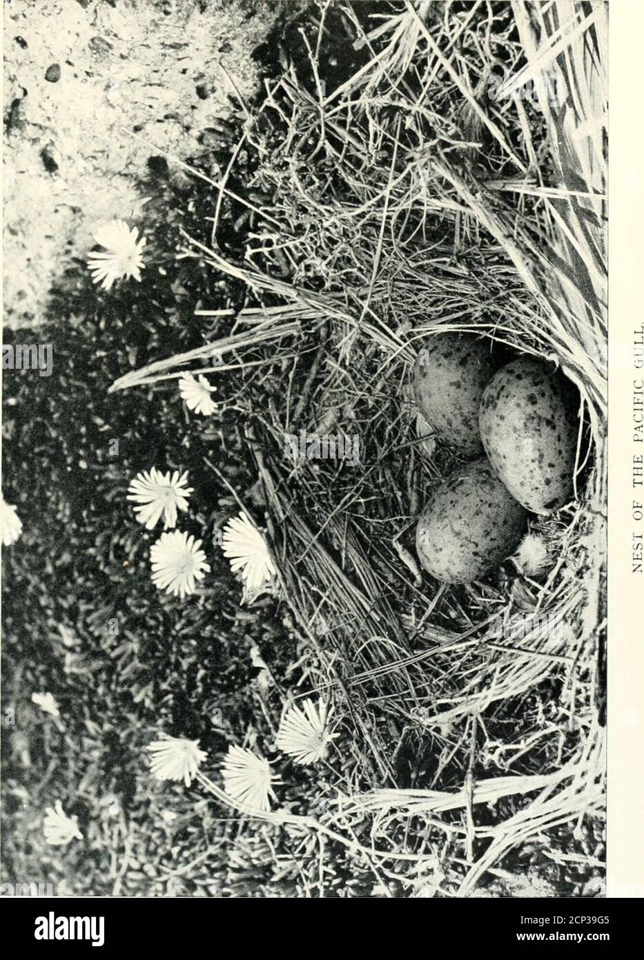 . Nests and eggs of Australian birds, including the geographical distribution of the species and popular observations thereon . t olive-brown, moderately l)ut boldlyblotched with rich umber and dull grey. Dimensions in inches ofl)roper clutches: A (1) 3-08 x 2-09, (2) 3-05 x 2-03, (3) 2-96 x 2-0 ;B (1) 2-98 X 2-03, (2) 2-97 x 2-0, (3) 2-95 x 2-01. (Plate 25.) Ohservations.—This groat Gull frequents the sea shores of Australia(except, perhaps, the northern coast) and Tasmania. The maturely grown Pacific Gull is always attractive, whether seencircling hawklike on high, or gracefully posed on a p Stock Photo
