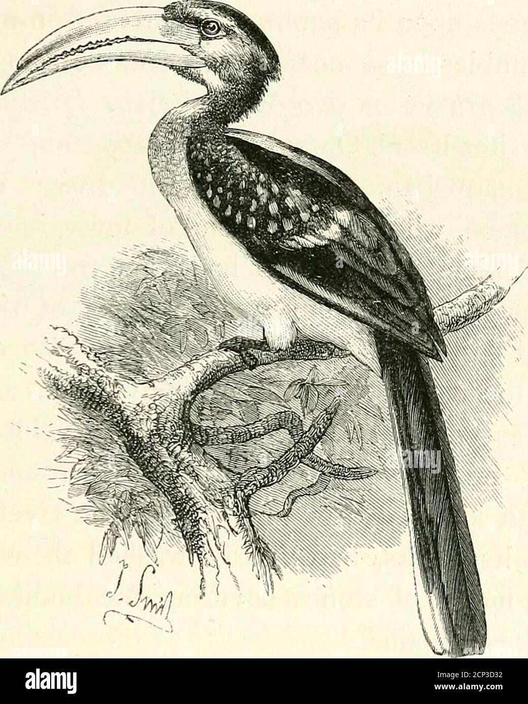 . Matabele land and the Victoria Falls : a naturalist's wanderings in the interior of South Africa, from the letters and journals of the late Frank Oates . AFRICAN GREY HORNBILL. Tockus Hasutus. work forming a circular wall, inside which are remainsof bricks coated with a substance as if smelting hadbeen done here. No mortar has been used, and thework is rough and I should say of no great antiquity,the stones being small and loose and easily displaced,so that I think they would not stand any greatlength of time. They are cut in an oblong formand properly placed for building. Karl says it wasma Stock Photo