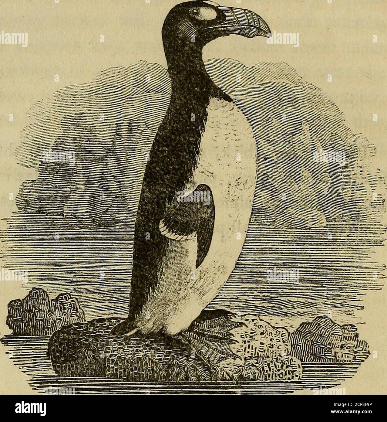. History of British birds : the figures engraved on wood . Vol. II. t X 162 BRITISH BIRDS.. GREAT AUK. NORTHERN PENGUIN, OR GAIR-FOWL.i^AIca tmpennls, Lin.—Le Grand Pingoin, BufF.j The length of this bird, to the end of the toes,is three feet. The bill is black, and four inches arida quarter long ; both mandibles are croifed oblique-ly with feveral ridges and furrows, which meet atthe edges. Two oval-fliaped white fpots occupynearly the whole fpace between the bill and theeyes: the head, back part of the neck, and all theupper parts of the body and wings are covered with BRITISH BIRDS. 163 fl Stock Photo