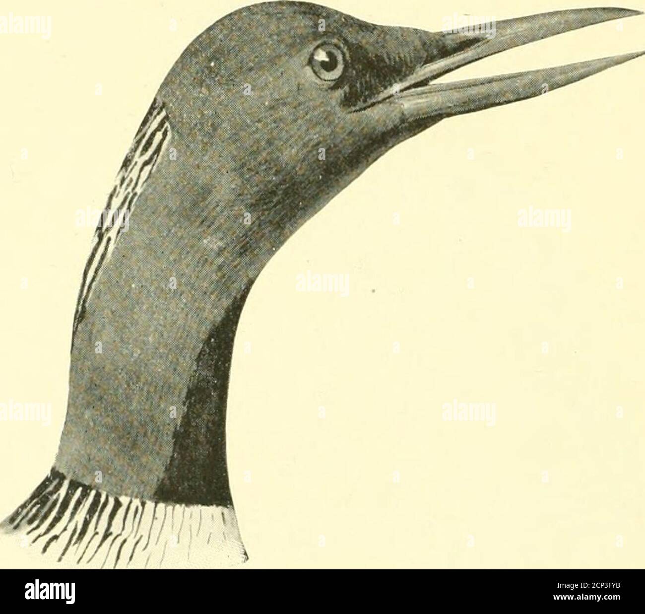 . Hunting and fishing in Florida, including a key to the water birds known to occur in the state . URINATOR IMBER (6//////.)Loon. Great Northern Diver. Adult in suiiiincr: Head and neck black, showing green in some lights. A patch of whitestreaked with black on the throat and sides of the neck; under parts white: back streaked l88 KEY TO THE WATER BIRDS OF FLORIDA. and spotted with white. ]]intcrplumage : Head grayisli. throat white or grayisli white, wings and back not streaked or spotted. Length, 31 : Wing, 14 ; Tarsus, ^.y^^ : Uill. 2.75. A winter visitor to Florida, ranging- from the far N Stock Photo