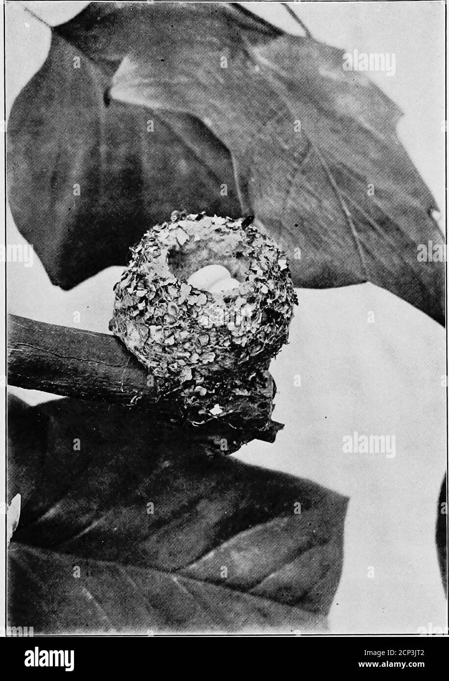 . Bird homes : The nests, eggs and breeding habits of the land birds breeding in the eastern United States with hints on the rearing and photographing of young birds . outside with small pieces of lichen, fastenedon with spiders or caterpillars web or plant fibres. The nest isabout three-quarters of an inch inside diameter, and usually rathermore than half an inch deep (inside). It is saddled on the branchof a tree at from ten to fifty feet from the ground. There areinstances on record of the nests having been found attached totree trunks and on tall weeds. 2 white eggs are laid. Size—.50 X .3 Stock Photo